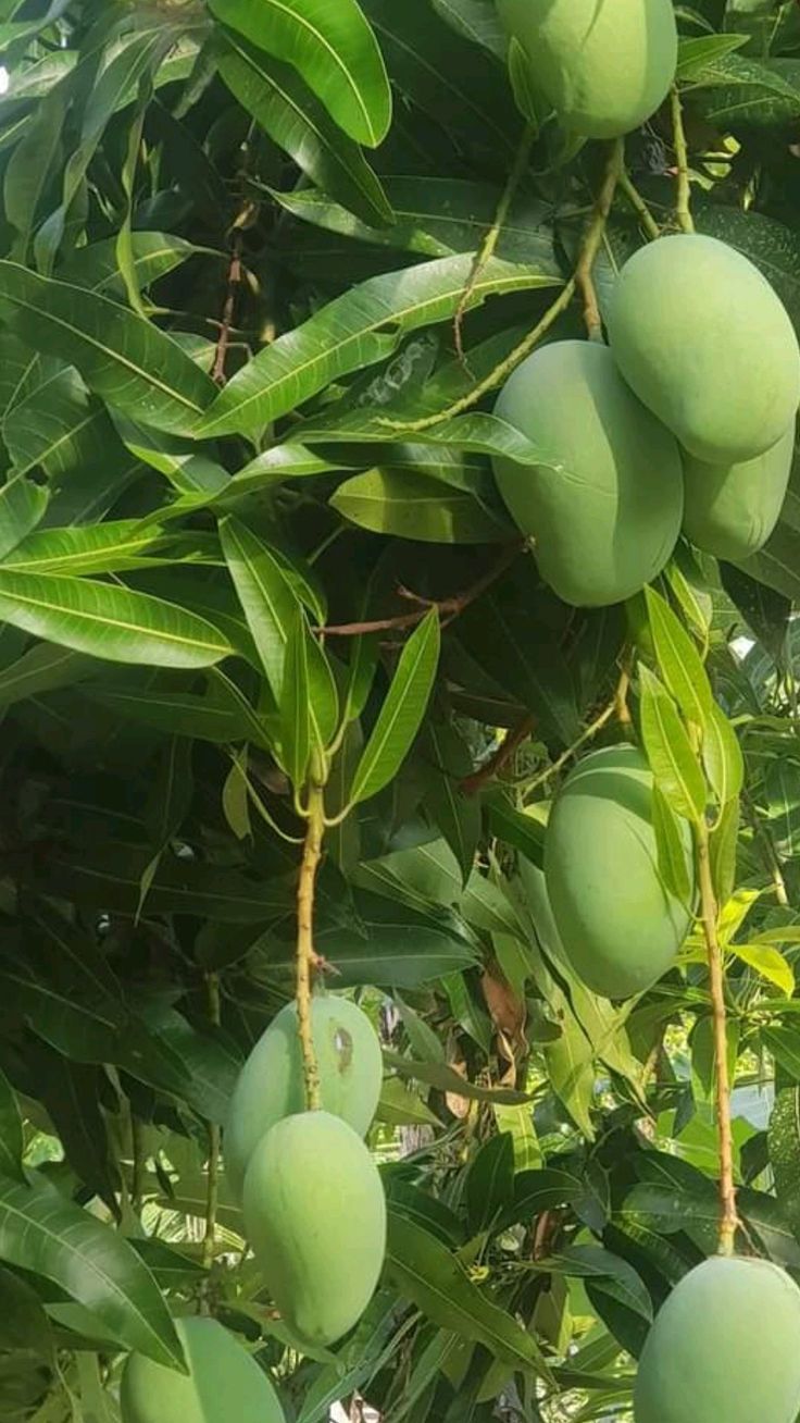 Anwar Ratol Export quality