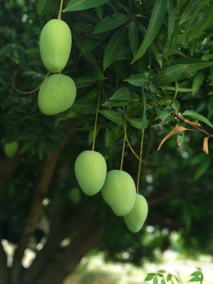 Anwar Ratol Export quality