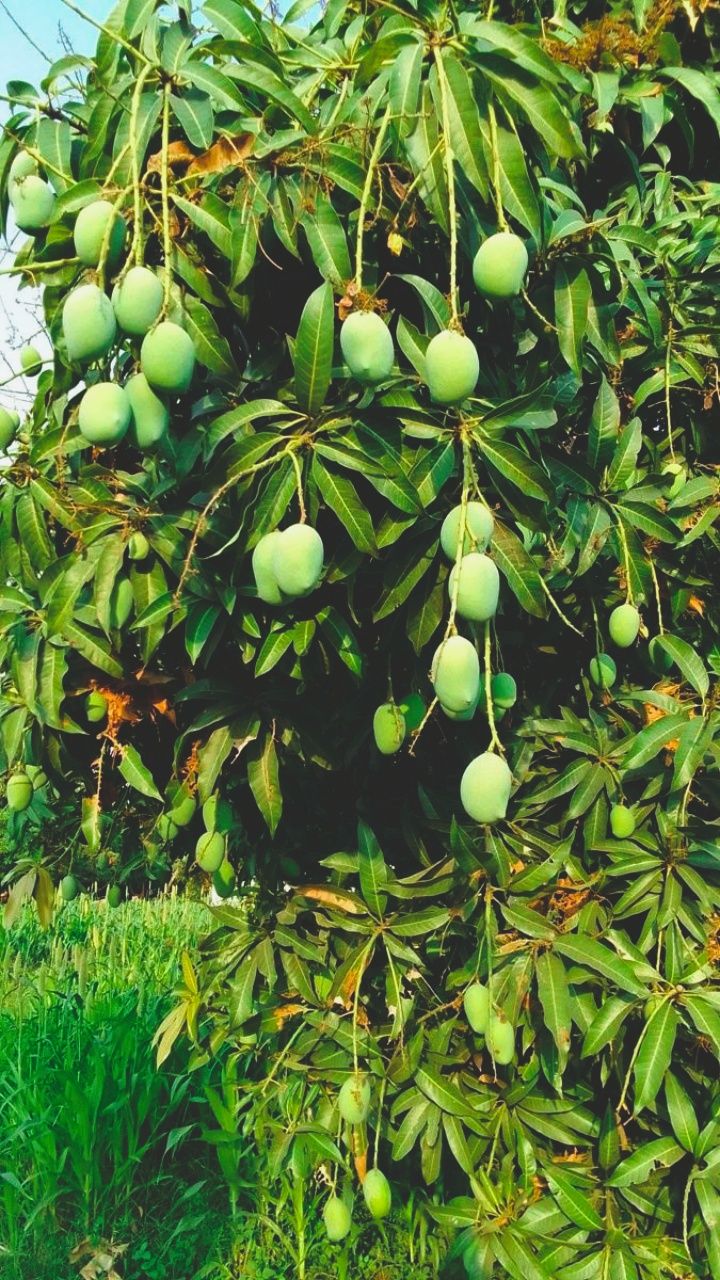 Anwar Ratol Export quality