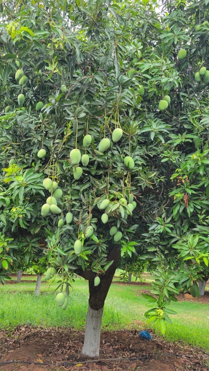 Anwar Ratol Export quality