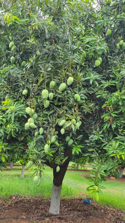 Anwar Ratol Export quality